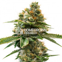 Grapefruit Feminized Cannabis Seeds