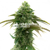 Chocolope Feminized Cannabis Seeds