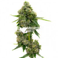 Jack Herer Feminized Cannabis Seeds