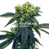 Blue Haze Feminized Cannabis Seeds