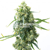 CBD Chemdog #4 (1:1) Feminized Cannabis Seeds