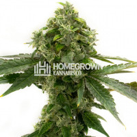 Bubblegum Feminized Cannabis Seeds