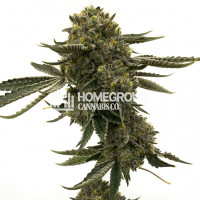 Tangerine Autoflower Cannabis Seeds