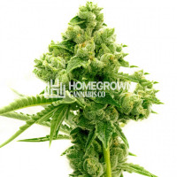 Original Lemon Pie Feminized Cannabis Seeds