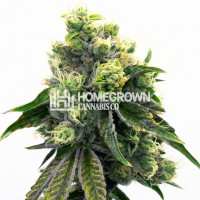 Purple Urkle Feminized Cannabis Seeds