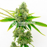 True OG Feminized Cannabis Seeds