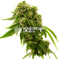 Original Cheese Feminized Cannabis Seeds