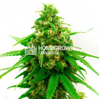 Sweet Tooth Regular Cannabis Seeds