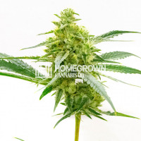 Maple Leaf Feminized Cannabis Seeds