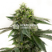 Bubblegum Haze Feminized Cannabis Seeds