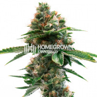 Diamond Pine Feminized Cannabis Seeds