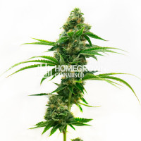 The Dank Duchess' Melting Pot Feminized Cannabis Seeds