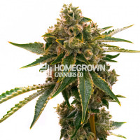 Mango Kush Feminized Cannabis Seeds