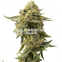 Cookies & Cream Feminized Cannabis Seeds