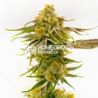 Strawberry Banana Cheese Feminized Cannabis Seeds