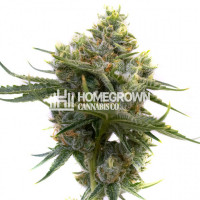 Raisinberry Autoflower Cannabis Seeds