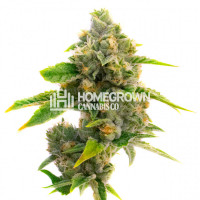 Sour Kush Feminized Cannabis Seeds