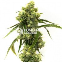 Super Skunk Autoflower Cannabis Seeds