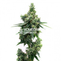 Blue Lyly Feminized Cannabis Seeds