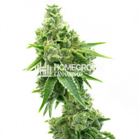 NYC Diesel Feminized Cannabis Seeds