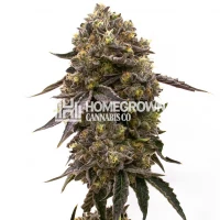 Purple Gelato Feminized Cannabis Seeds