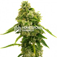 Lemon Pie Regular Cannabis Seeds