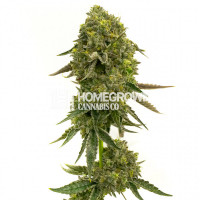 Flying Princess Feminized Cannabis Seeds