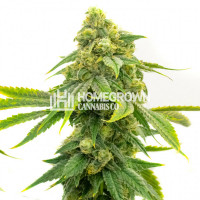 Alien OG Feminized Cannabis Seeds