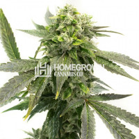 Chocoholic Kush Feminized Cannabis Seeds