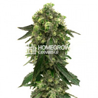 Blueberry Crumble Feminized Cannabis Seeds