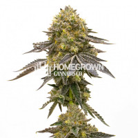 CBD Fruit (1:14) Feminized Cannabis Seeds