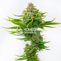 Critical Fast Version Cannabis Seeds