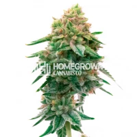 Jilly Bean Regular Cannabis Seeds