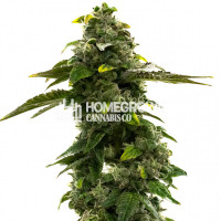 CBD Black Diesel Feminized Cannabis Seeds