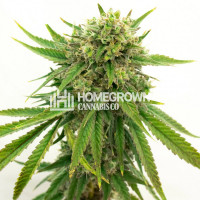 Maui Wowie Feminized Cannabis Seeds