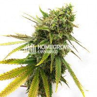 San Fernando Valley Kush Feminized Cannabis Seeds