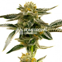 Sunset Sherbet Feminized Cannabis Seeds