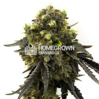 Taskenti Feminized Cannabis Seeds