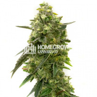 Niconesia Feminized Cannabis Seeds