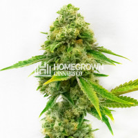 Harlequin Feminized Cannabis Seeds