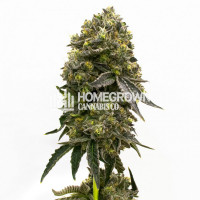 Carmen 2.0 Feminized Cannabis Seeds