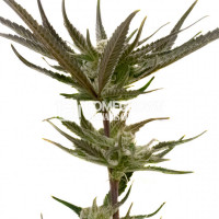 Black Hulk Feminized Cannabis Seeds