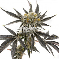 Granddaddy Purple Feminized Cannabis Seeds