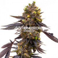 Purple Kush Autoflower Cannabis Seeds