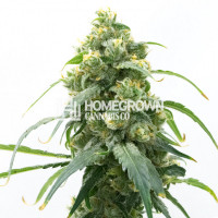 Mazzy Kush Feminized Cannabis Seeds