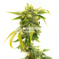 Black Domina Fast Version Cannabis Seeds