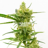 Nicole Kush Feminized Cannabis Seeds