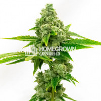 Hellfire OG Feminized Cannabis Seeds