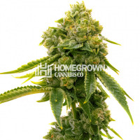 Lemon Haze Diesel Feminized Cannabis Seeds