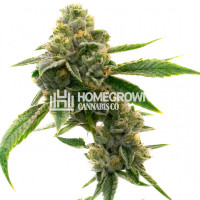 CBD White Widow Autoflower Cannabis Seeds